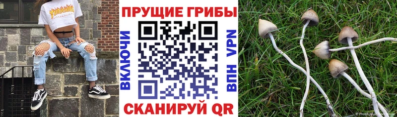 Псилоцибиновые грибы Cubensis  Купить закладки  Дятьково 